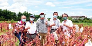 1110617 -屏科獨家！農園系成功研發紅藜與藜麥雜交新品種「屏科一號」精選圖片