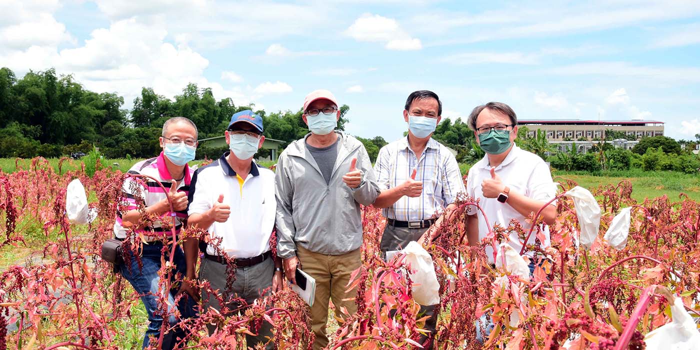 屏科獨家！農園系成功研發紅藜與藜麥雜交新品種「屏科一號」