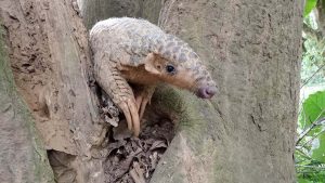全世界第一筆野外穿山甲的哺育過程吸引BBC來臺拍攝紀錄片
